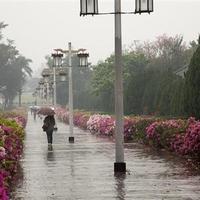 绵绵细雨中杜鹃花盛开的宫灯道